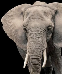 LBD Elephant I By Adam Mowery WALL ART