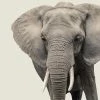 LBD WALL ART Elephant IV By Adam Mowery