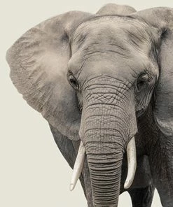 LBD WALL ART Elephant IV By Adam Mowery