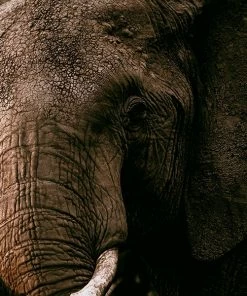 LBD The Wild II By Adam Mowery WALL ART