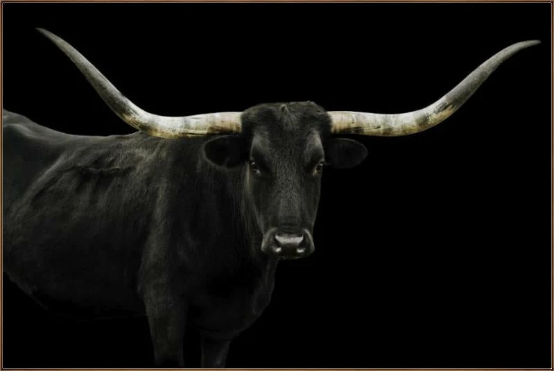 LBD Longhorn 4 By Adam Mowery BLACK 14 LBD Longhorn 4 By Adam Mowery BLACK