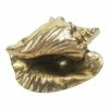SB GOLD CONCH SHELL NEWEST