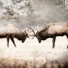LBD The Rut By Brandon Luther WALL ART