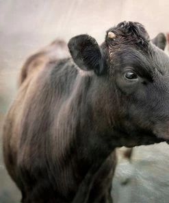 LBD WALL ART My Good Side By Brandon Luther