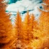 LBD WALL ART The Yellow Forest By David Keochkerian
