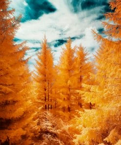 LBD WALL ART The Yellow Forest By David Keochkerian