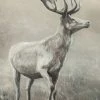 LBD Stag King By Jacob Lincoln