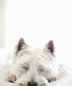 LBD Sweet Dream Forever By Karyn Millet