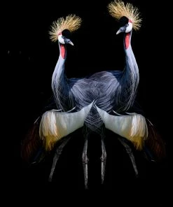 LBD Double Trouble By Mitchell Bloch