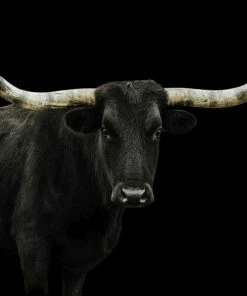 LBD Longhorn 4 By Adam Mowery BLACK