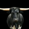 LBD Black And White Longhorn By Adam Mowery