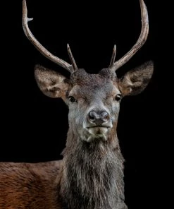 LBD The Scotsman By Adam Mowery