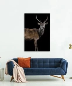 LBD Scotish Red Deer II By Adam Mowery