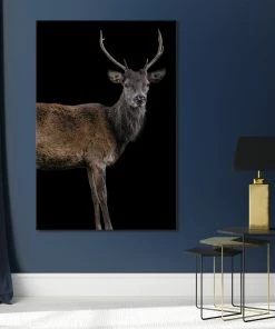 LBD Scotish Red Deer II By Adam Mowery