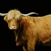 LBD Highland Cattle On Black By Adam Mowery