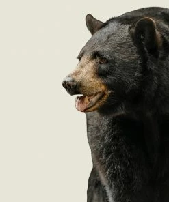 LBD Black Bear II By Adam Mowery