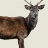 LBD WALL ART Scotish Red Deer III By Adam Mowery