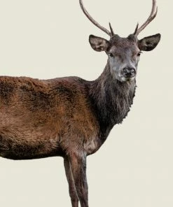 LBD WALL ART Scotish Red Deer III By Adam Mowery