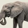 LBD Elephant III By Adam Mowery