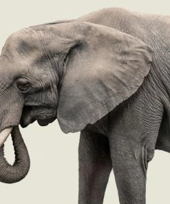 LBD Elephant III By Adam Mowery