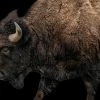 LBD Buffalo On Black I By Adam Mowery