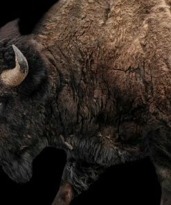 LBD Buffalo On Black I By Adam Mowery