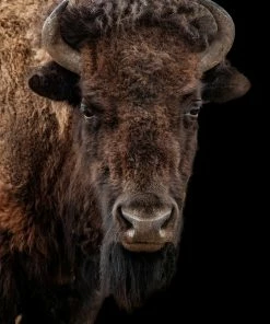 LBD Buffalo On Black III By Adam Mowery