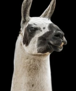 LBD Llama I By Adam Mowery