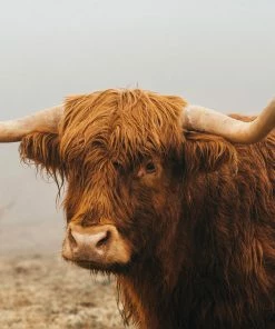 LBD WALL ART Misty Morning III By Adam Mowery