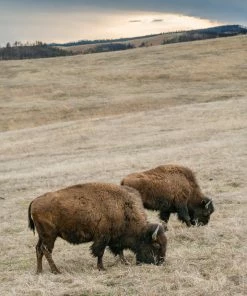 LBD WALL ART Home On The Range By Adam Mowery