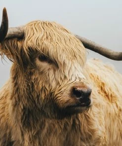 LBD WALL ART Misty Morning Highlands II By Adam Mowery