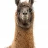 LBD Llama Pack II By Adam Mowery WALL ART