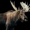 LBD Bull Moose I By Adam Mowery