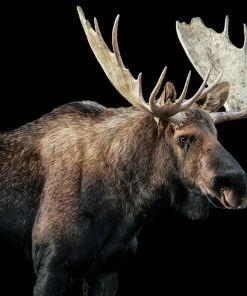 LBD Bull Moose I By Adam Mowery