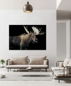 LBD Bull Moose I By Adam Mowery