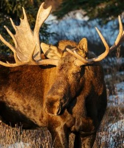 LBD Majestic I By Adam Mowery WALL ART