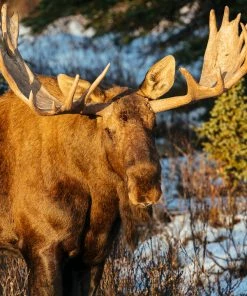 LBD Majestic II By Adam Mowery