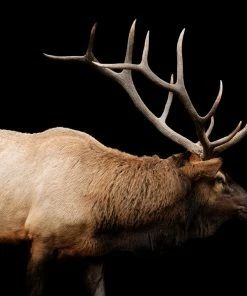 LBD The Rut By Adam Mowery BLACK