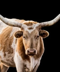 LBD The Texan By Adam Mowery WALL ART