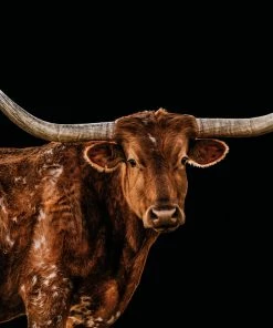 LBD Bigger In Texas By Adam Mowery