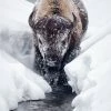 LBD WALL ART Ice Bison Cometh By Curt & Stacy Howell