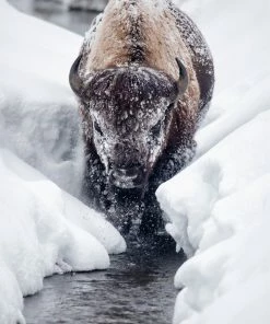 LBD WALL ART Ice Bison Cometh By Curt & Stacy Howell