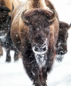 LBD Snow Dust By Curt & Stacy Howell WALL ART