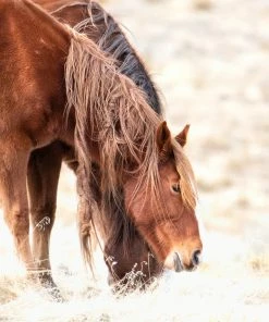 LBD Mane Story By Curt & Stacy Howell