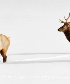 LBD Three Bulls By Curt & Stacy Howell WALL ART