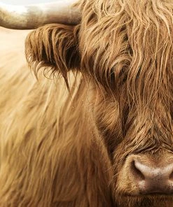 LBD Highland Cattle III By Adam Mowery JAPANDI