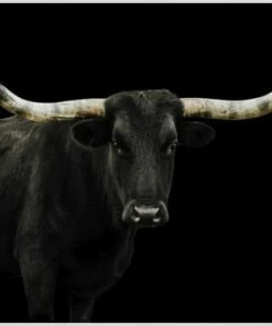 LBD Longhorn 4 By Adam Mowery BLACK 30 LBD Longhorn 4 By Adam Mowery BLACK