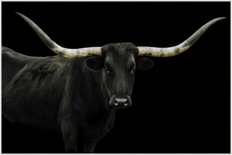 LBD Longhorn 4 By Adam Mowery BLACK 16 LBD Longhorn 4 By Adam Mowery BLACK