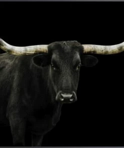 LBD Longhorn 4 By Adam Mowery (custom Size)