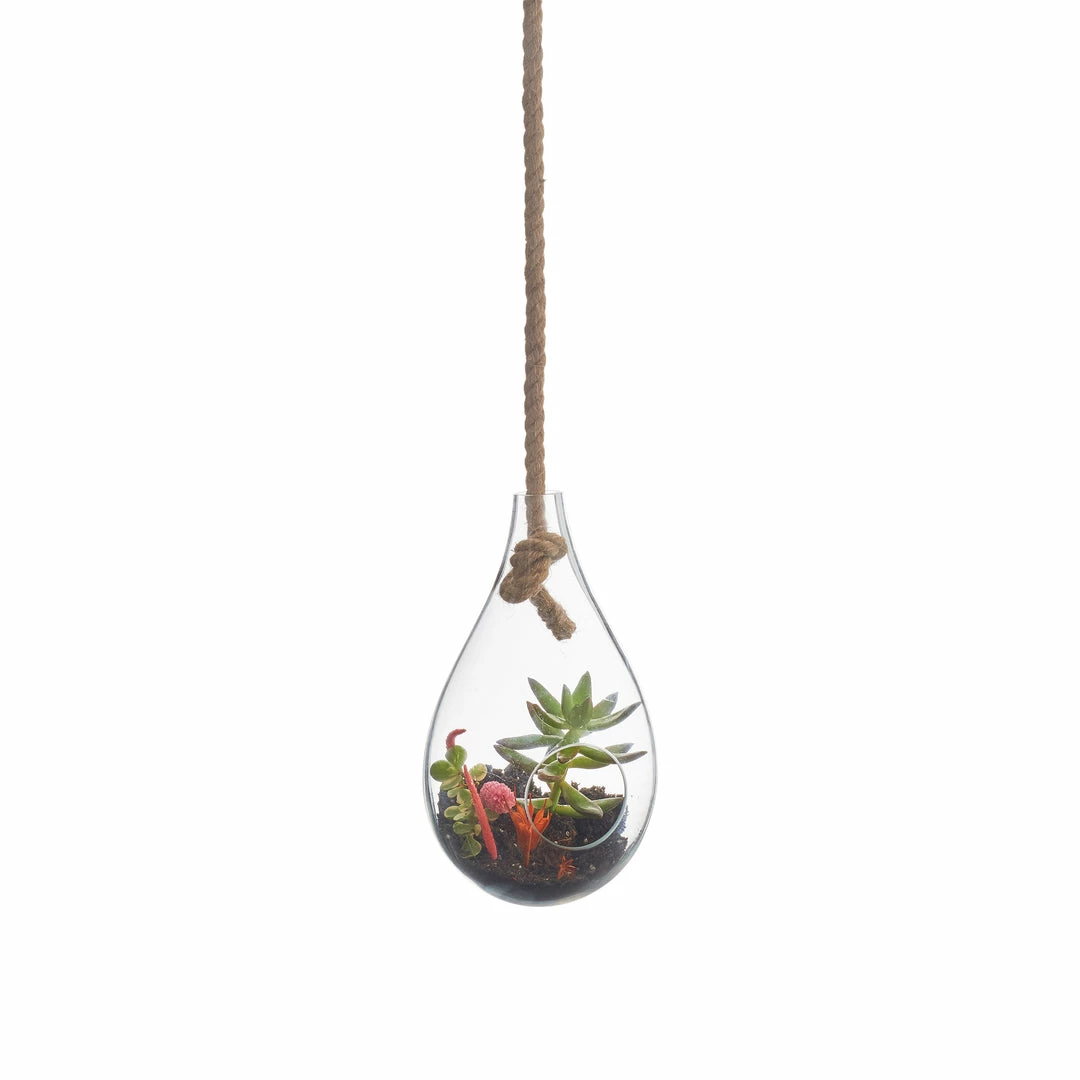 TXD BOBOLI HANGING TERRARIUM 5 TXD BOBOLI HANGING TERRARIUM